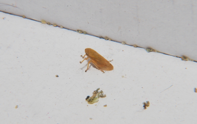 Sconosciuta (Cicadellidae)